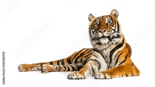 Tiger lying down isolated on white © Eric Isselée