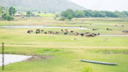 buffalos in the field