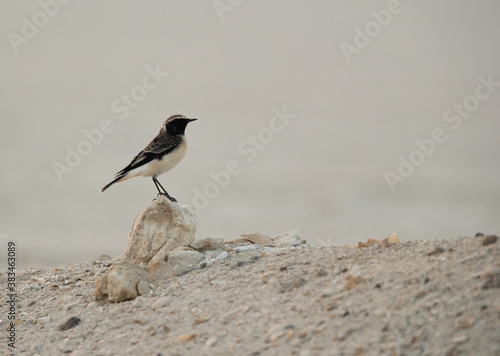 Pied wheatear perched on a rock at Busaiteen coast of Bahrain