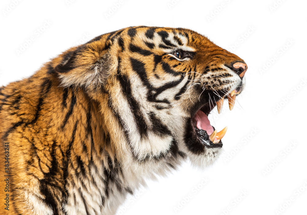 Fototapeta premium close-up on a Tiger's head looking angry, showing its tooth