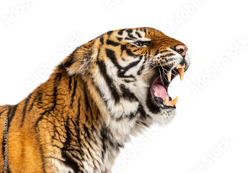 close-up on a Tiger s head looking angry  showing its tooth