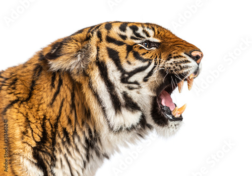 close-up on a Tiger s head looking angry  showing its tooth