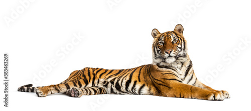 Tygrys leżącej na białym tle