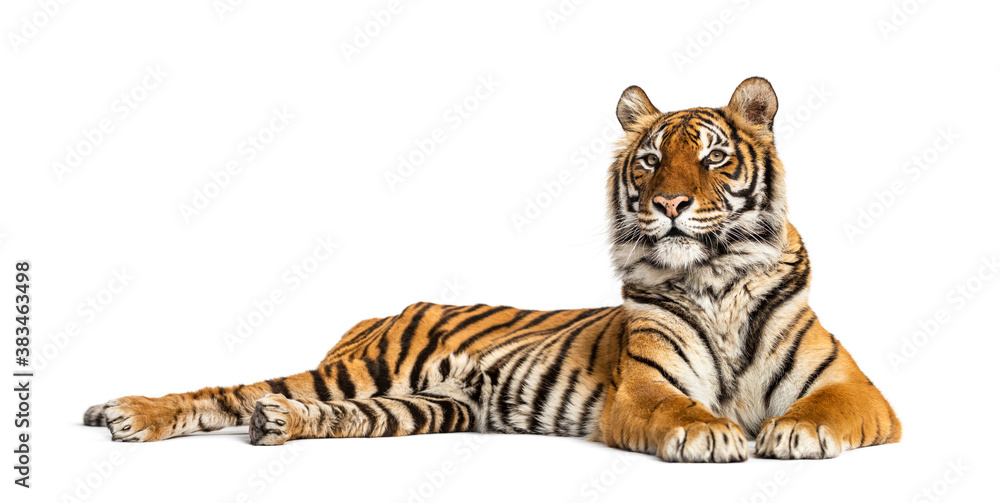 Obraz premium Tiger lying down isolated on white