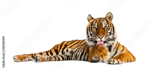 Tiger lying down cleanning itself, isolated on white © Eric Isselée