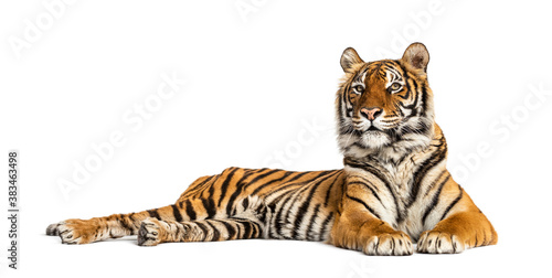 Fototapeta Naklejka Na Ścianę i Meble -  Tiger lying down isolated on white