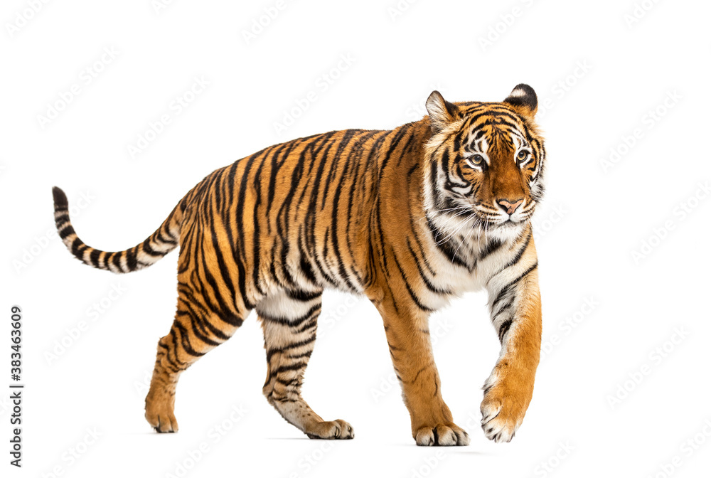 Side view of a Tiger walking away, isolated on white