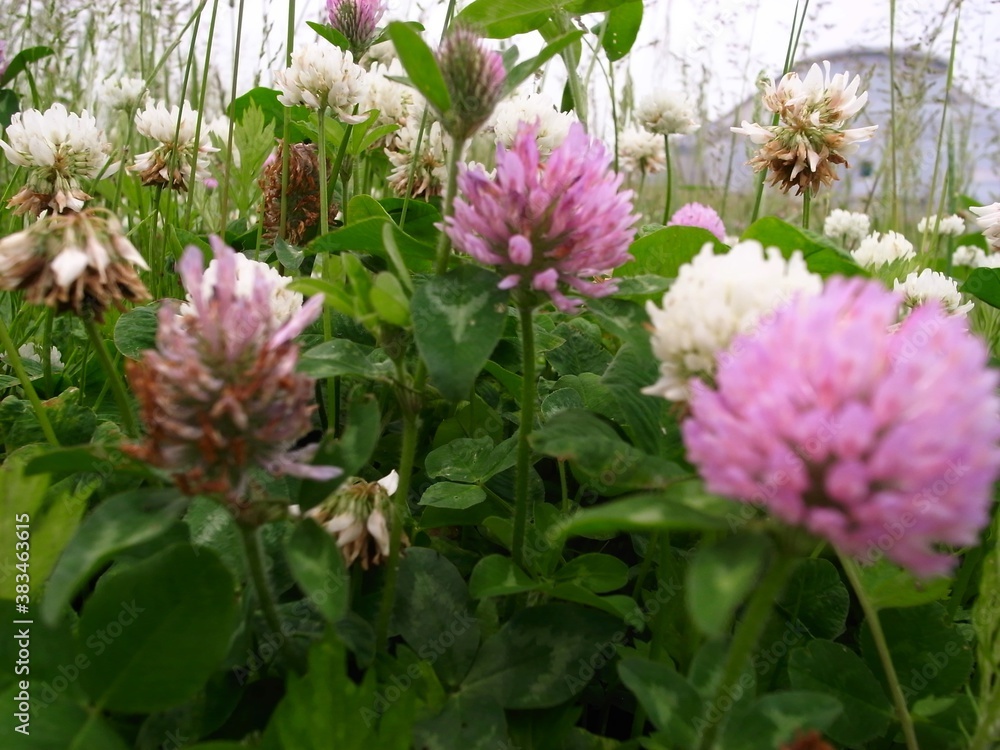 Obraz premium クローバー 野草 