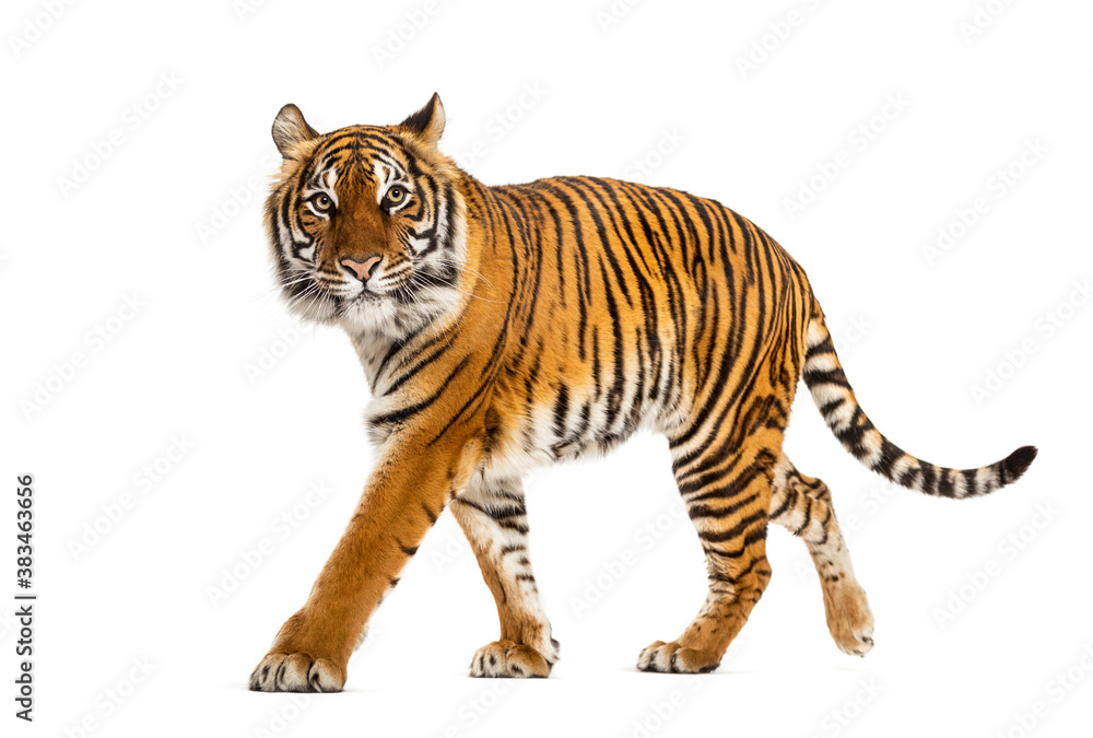 Side view of a Tiger walking away, isolated on white