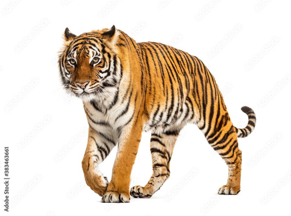 Fototapeta premium Tiger prowling and approaching, isolated