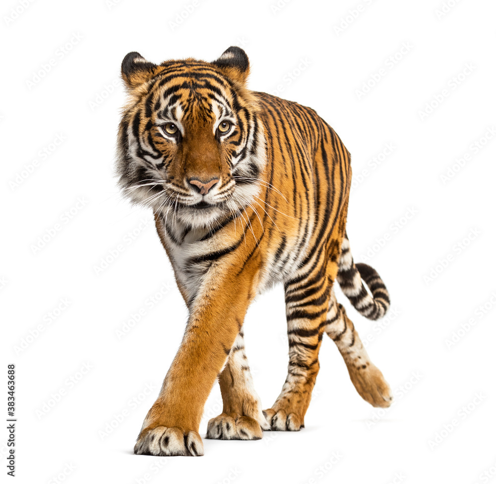 Tiger prowling and approaching, isolated