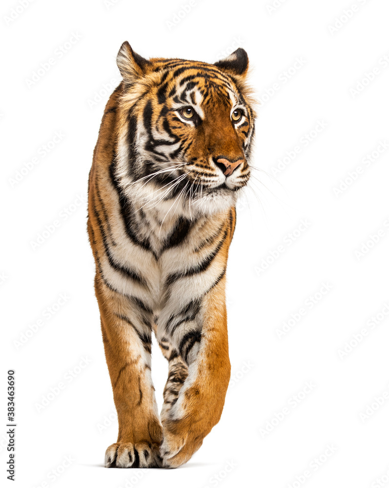 Tiger walking, prowling and approaching