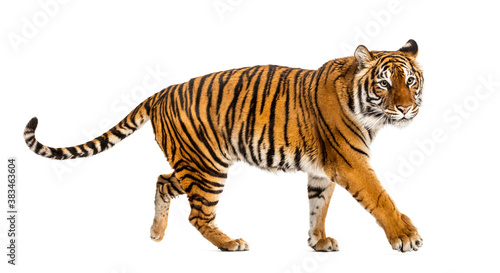 Fototapeta Naklejka Na Ścianę i Meble -  Side view of a Tiger walking away, isolated on white