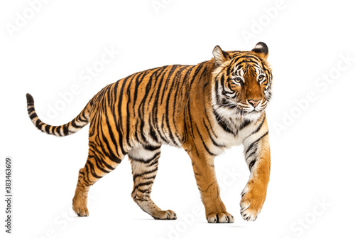 Side view of a Tiger walking away  isolated on white