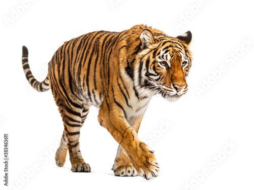 Tiger prowling and approaching  isolated