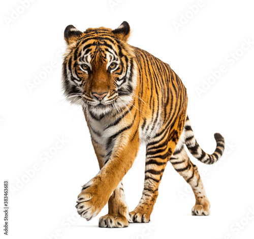 Billede på lærred Tiger prowling and approaching, isolated
