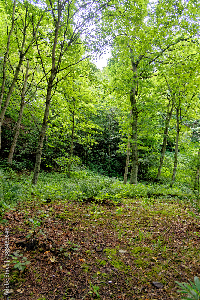 Stellagill Woods - County Durham United Kingdom Stellagill Woods - County Durham United Kingdom