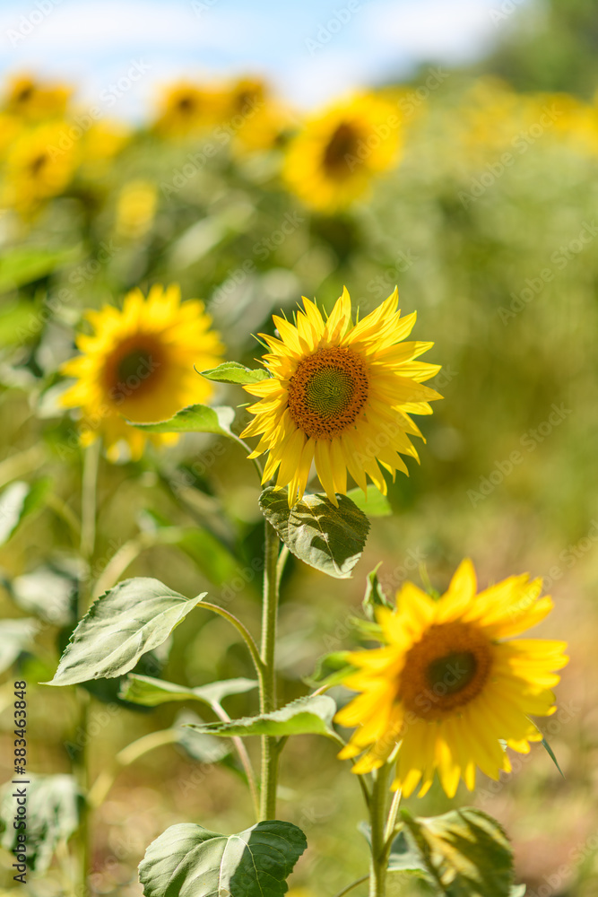 row of 3 sunflowers with middle one in focus