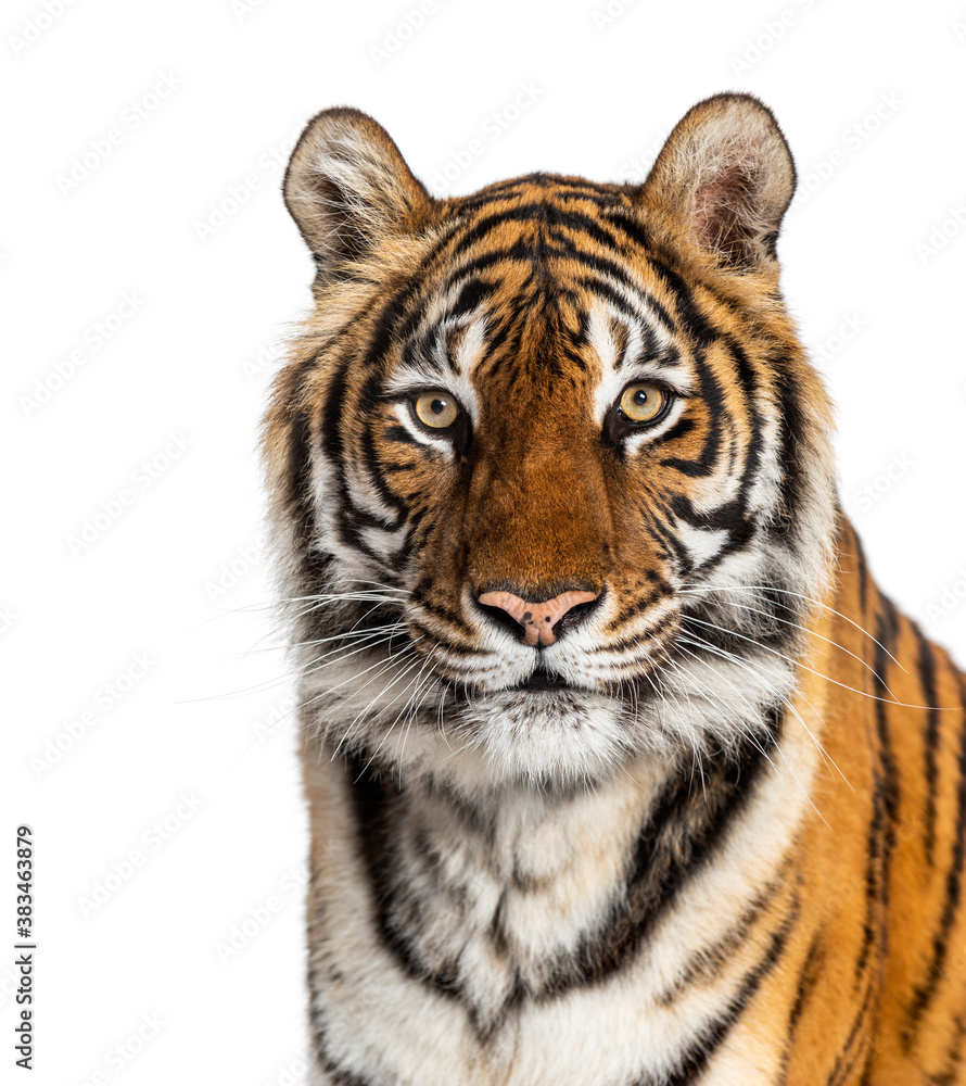 Obraz premium Tiger's head portrait, close-up, isolated on white