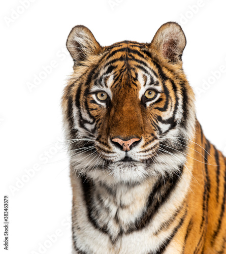 Tiger s head portrait  close-up  isolated on white