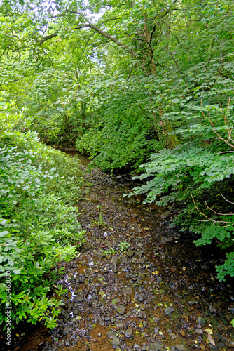 Stellagill Woods - County Durham United Kingdom