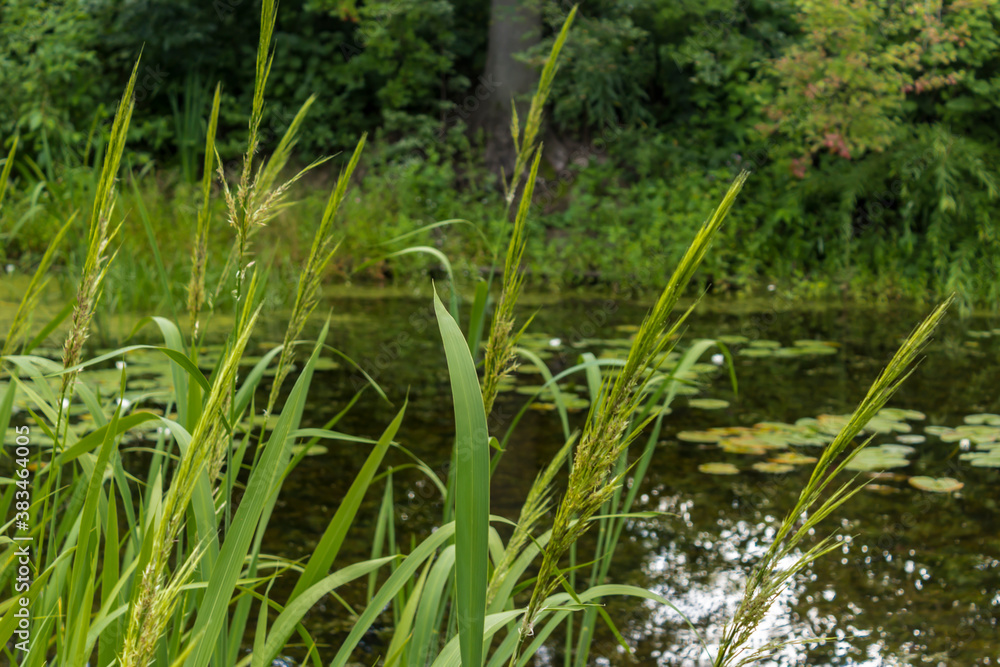 View of the decorative pond through the reed shoots. Botanical Garden of Moscow State University. View of the decorative pond through the reed shoots. Botanical Garden of Moscow State University.