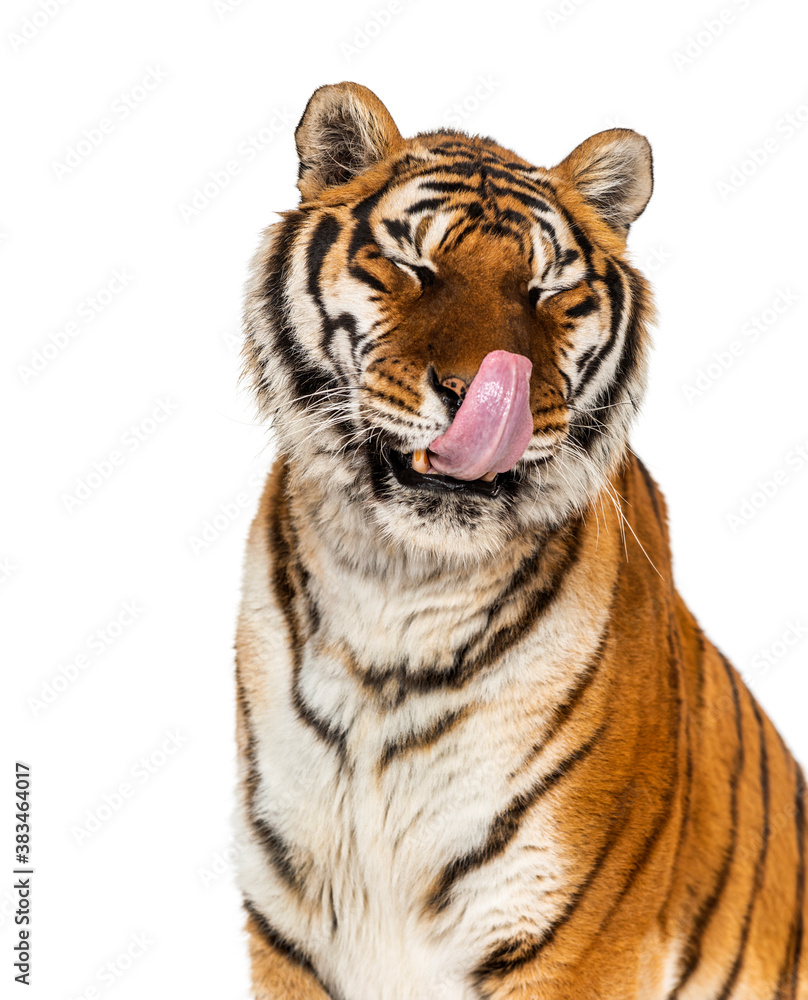 Tiger licking itself and looking hungry