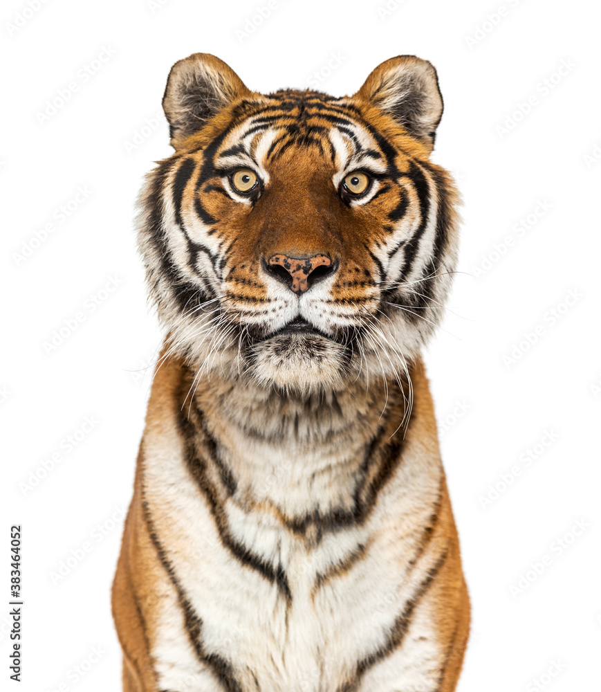Close up on a head of a Tiger staring at the camera