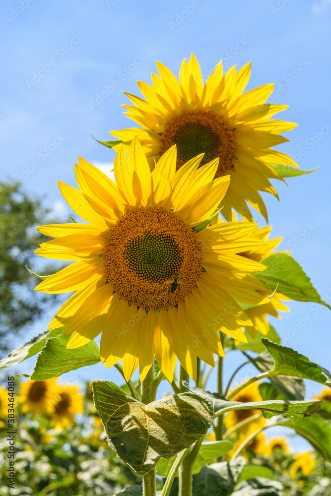 two sunflowers in the field with only one in focus