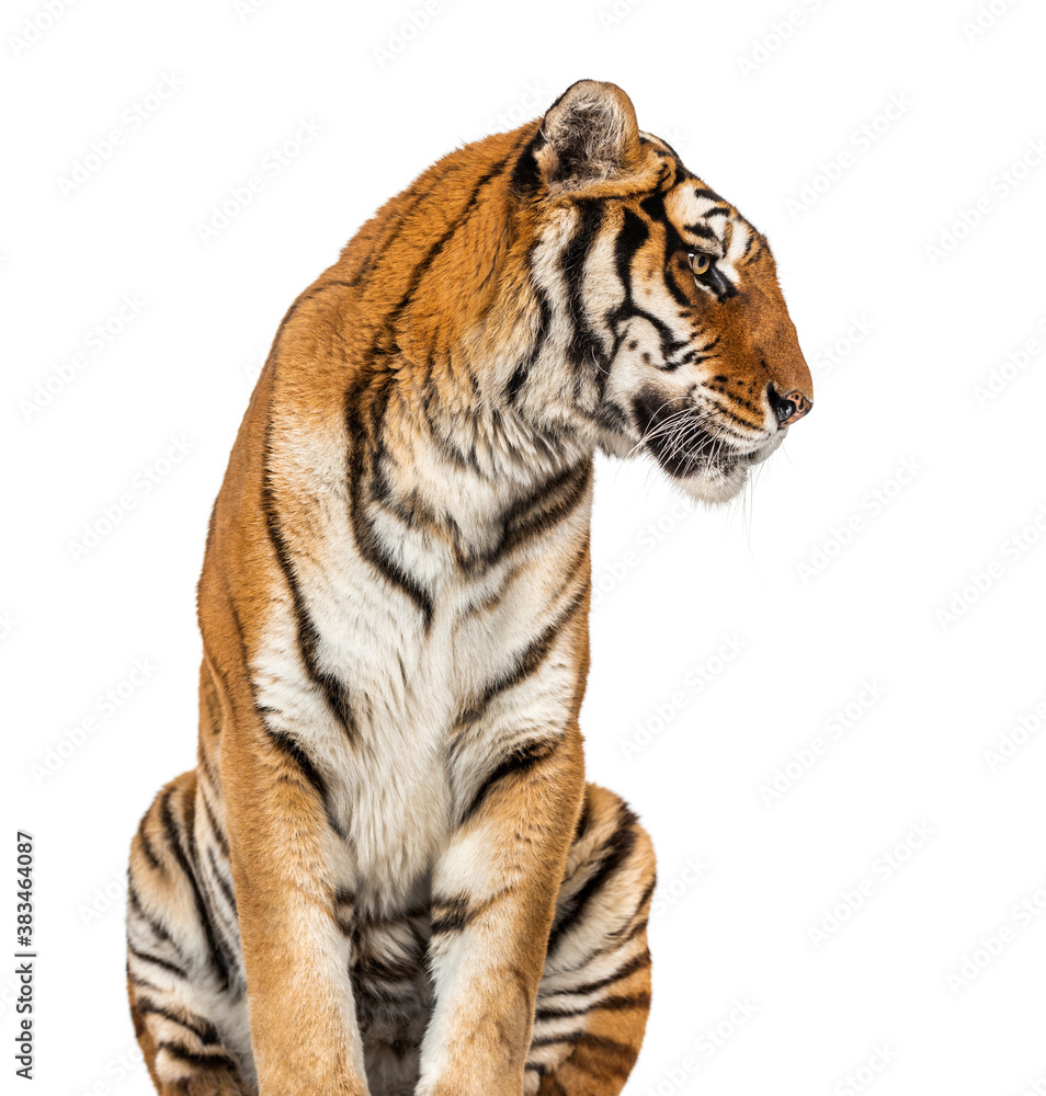 Fototapeta premium Tiger's head portrait, close-up, isolated on white