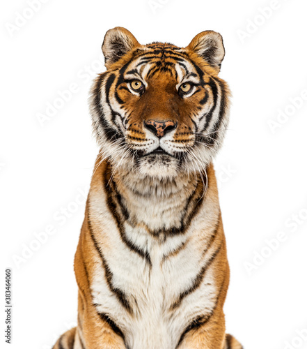 Close up on a head of a Tiger staring at the camera