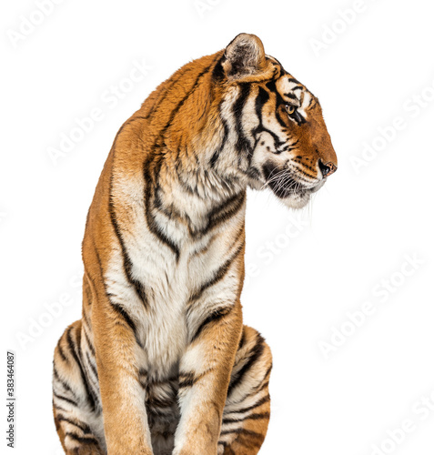 Tiger s head portrait  close-up  isolated on white