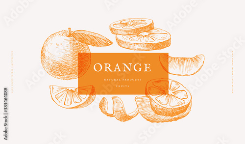 Hand-drawn citrus fruit orange. Exotic fruits, whole, and cut. Organic food concept. It can be used as a decoration element for markets, menus and packaging. Vector botanical illustrations.