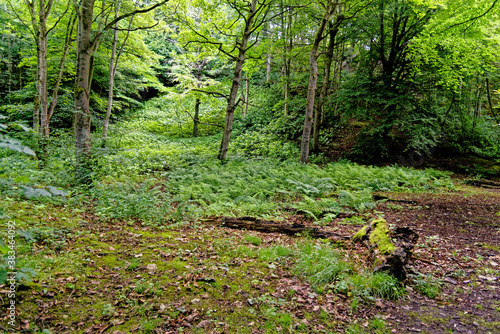 Stellagill Woods - County Durham United Kingdom