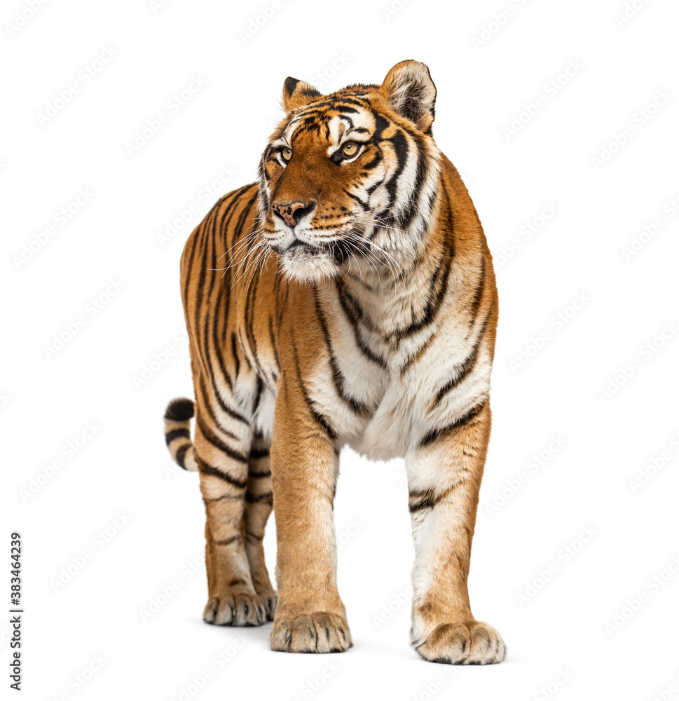 Tiger standing up in front of a white background