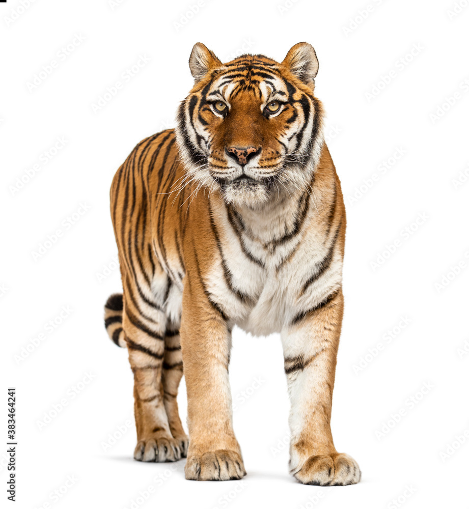 Tiger standing up in front of a white background