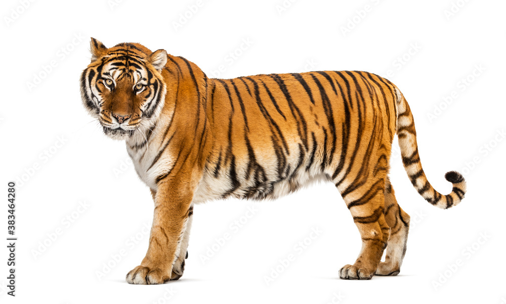 Side view of a Tiger posing standing up in front of a white background