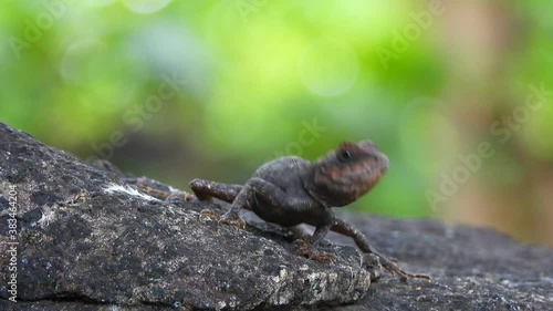 Lizard in rock finding food . photo