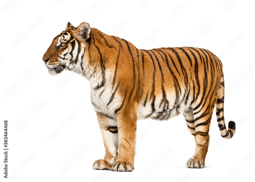 Side view, profile of a tiger standing, isolated on white Side view, profile of a tiger standing, isolated on white