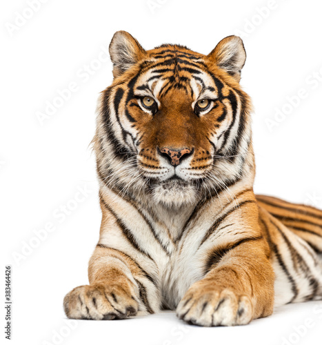 Staring Tiger s head portrait  close-up  isolated on white