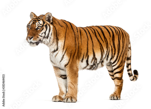 Side view  profile of a tiger standing  isolated on white