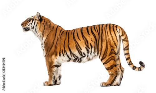 Side view  profile of a tiger standing  isolated on white