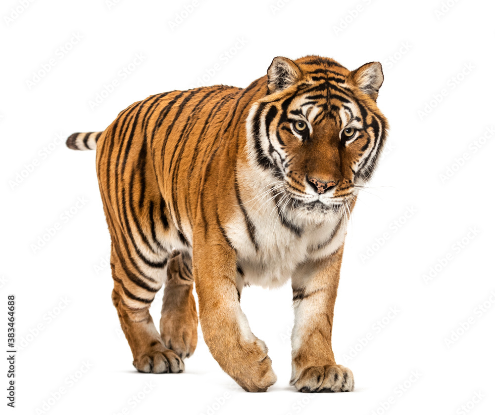 Tiger prowling and approaching, isolated
