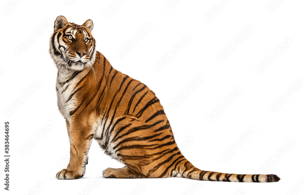 Obraz premium Profile view of a Tiger sitting and looking away