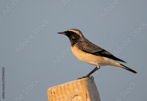 Obraz na plátne Closeup of a Pied wheatear at Busaiteen coast of Bahrain