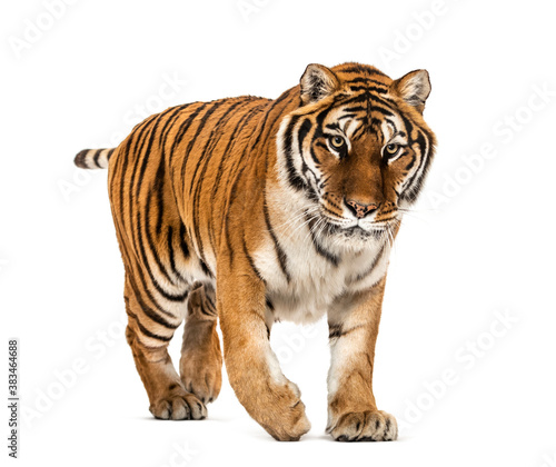 Tiger prowling and approaching  isolated