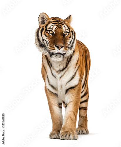 Tiger standing on a white background