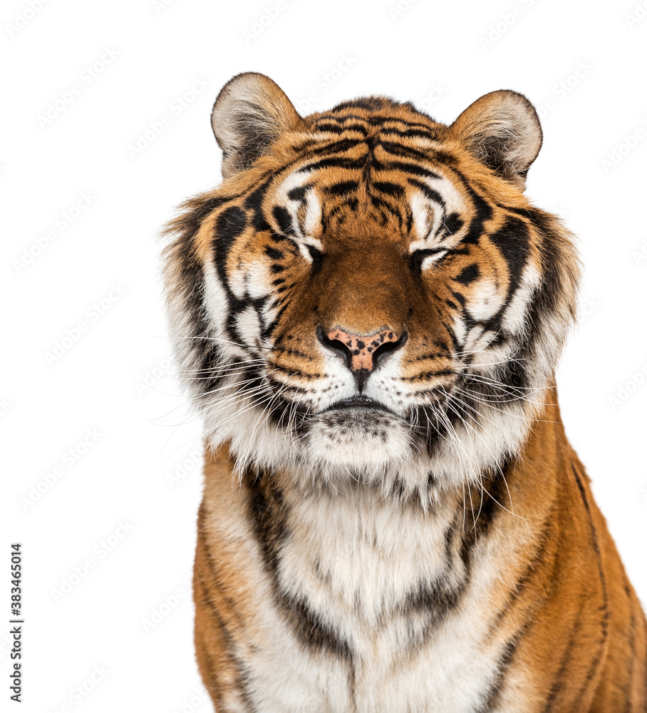 Close-up on a Tiger's head eyes closed, isolated