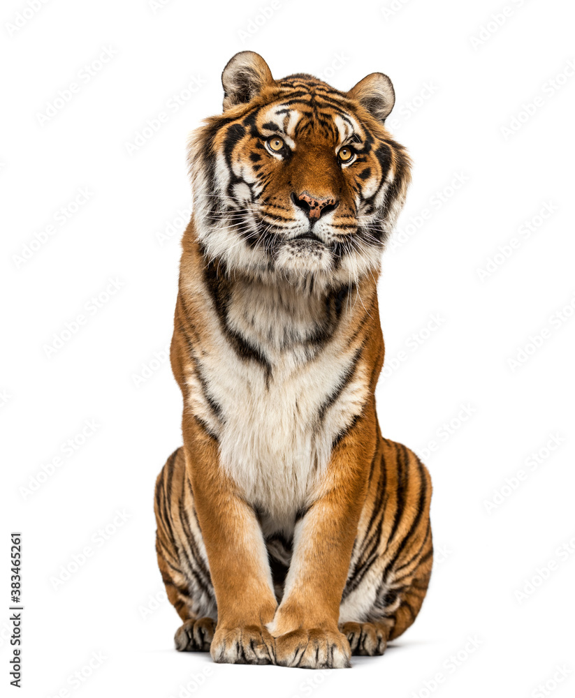 Fototapeta premium Tiger sitting, isolated on white