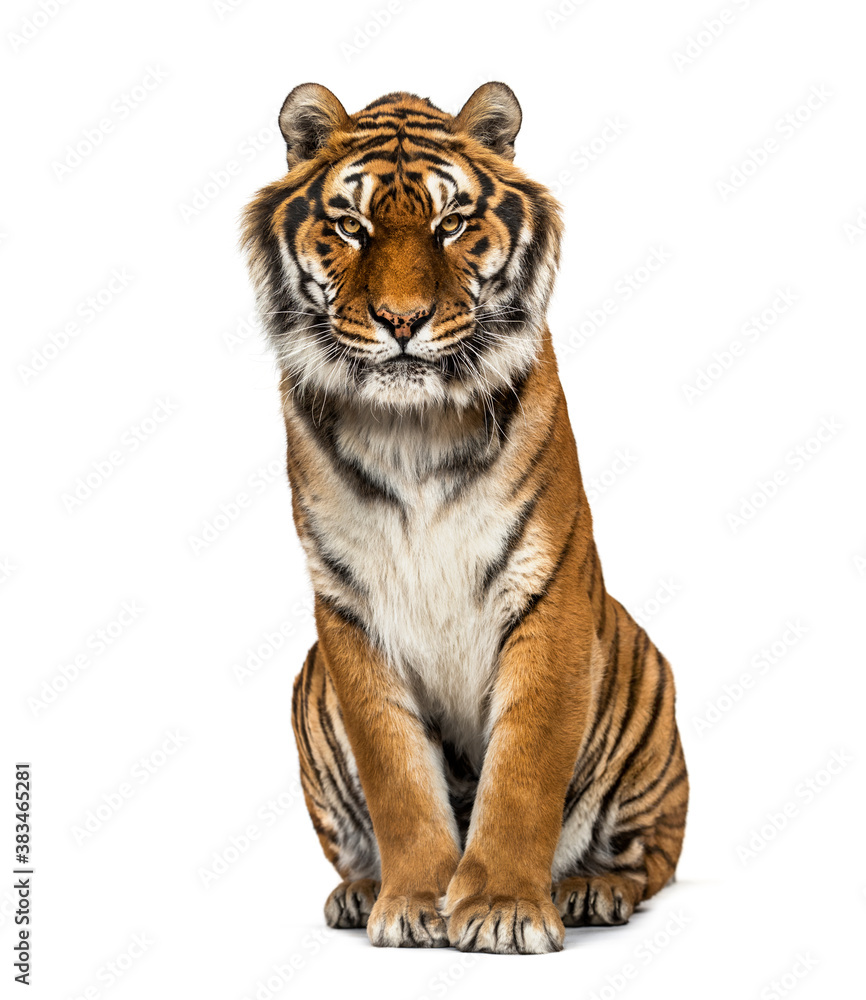 Tiger sitting looking at the camera, isolated on white